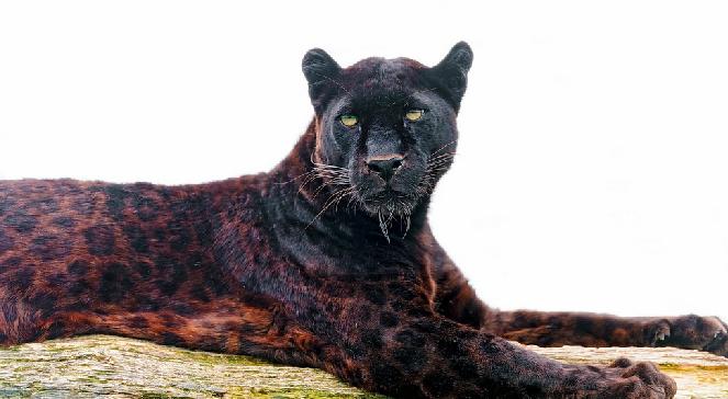 macan tutul hitam harimau dahan